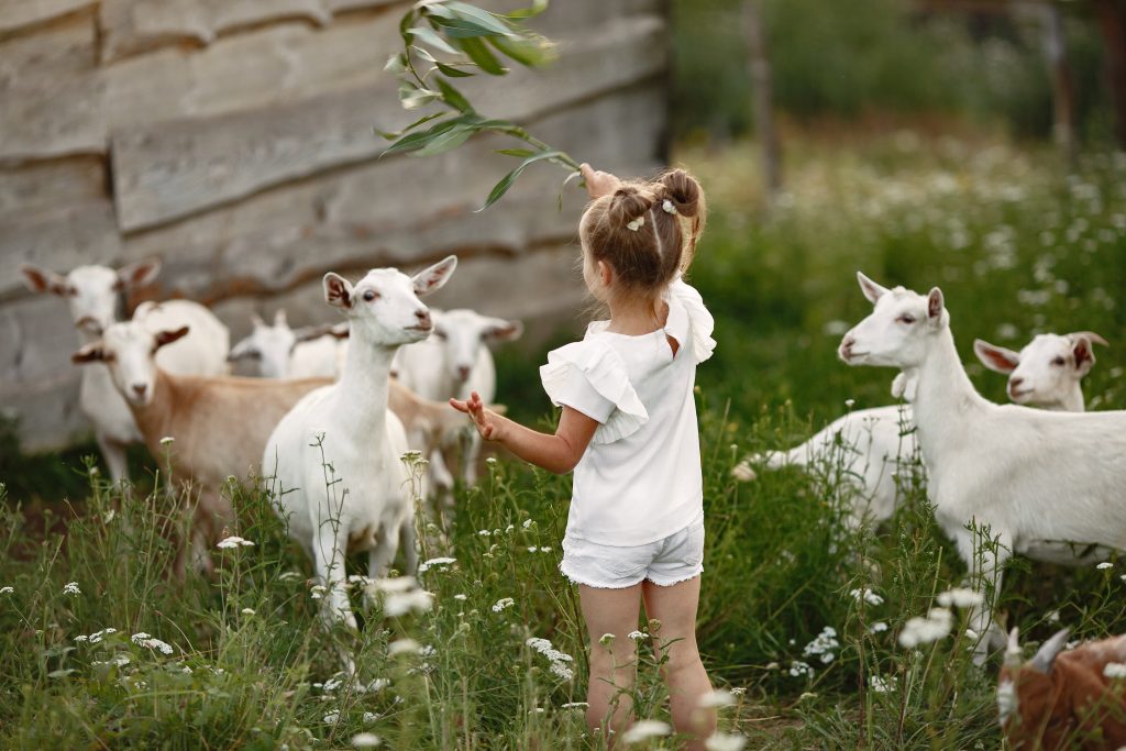 Kinderboerderij in Zaanstad