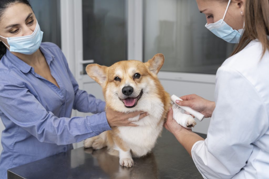 Dierenkliniek in Zaanstad